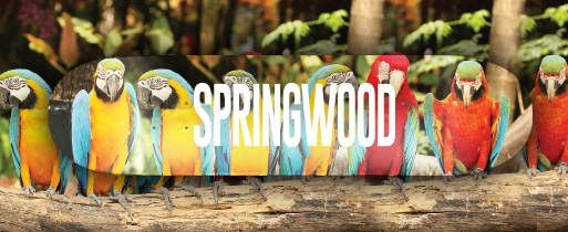 Springwood Parrot Posse Skateboard Deck 7.875